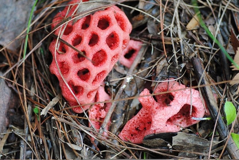 Clathrus crispus