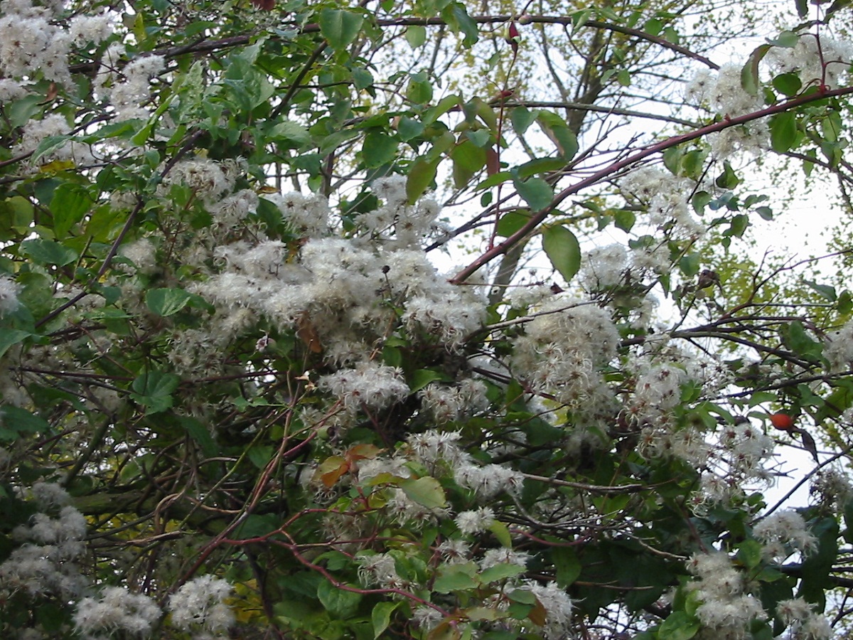 arbusto con flores blancas 