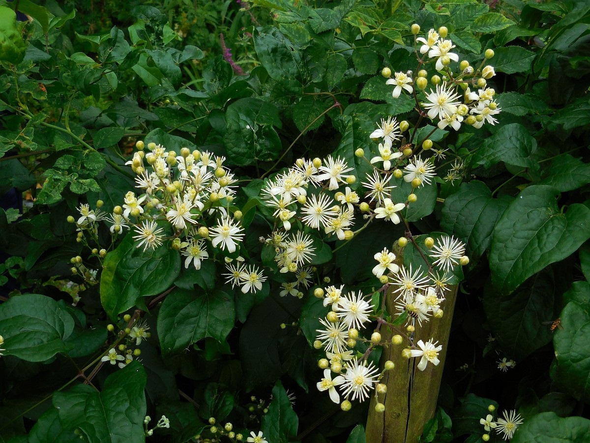arbusto con flores blancas de muchos petalos