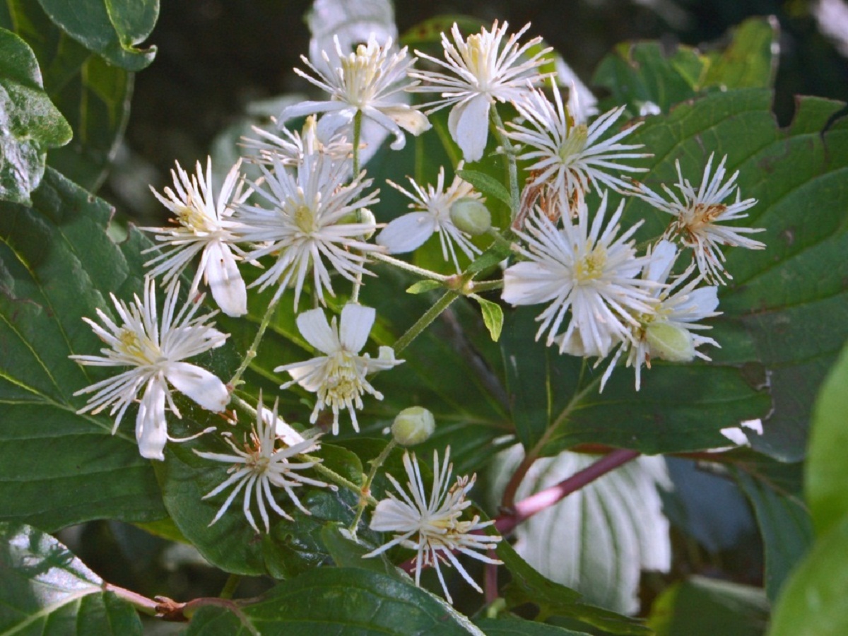 flores blancas del Clematis vitalba