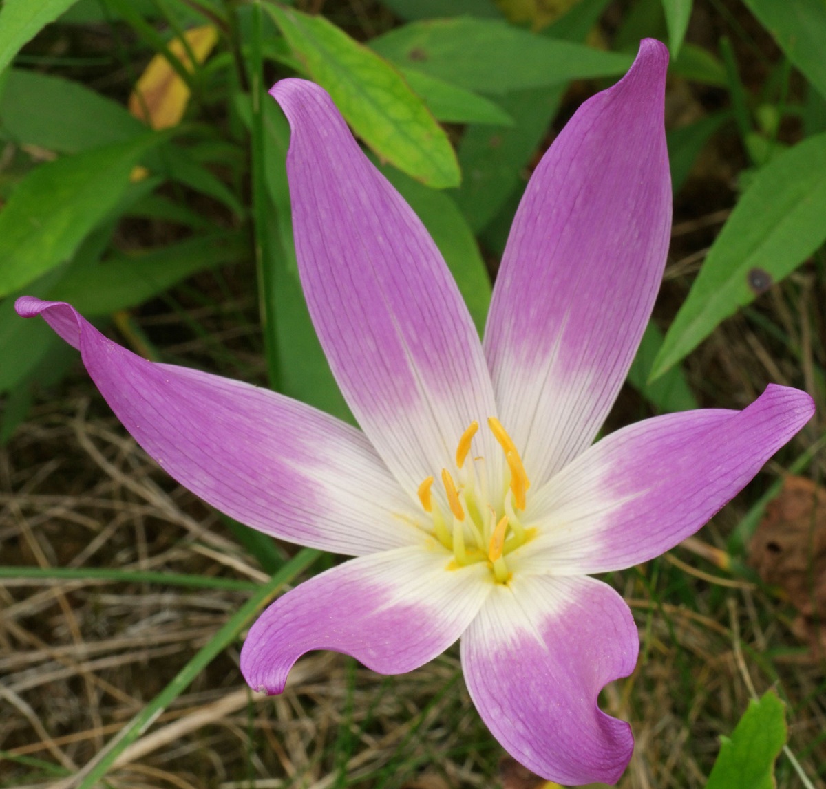 Colchicum autumnale