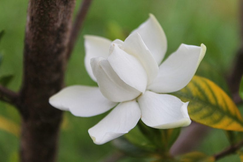 Gardenia