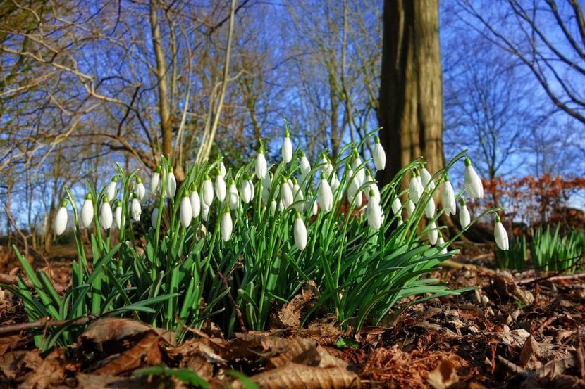 Los Galanthus son plantas de bulbo
