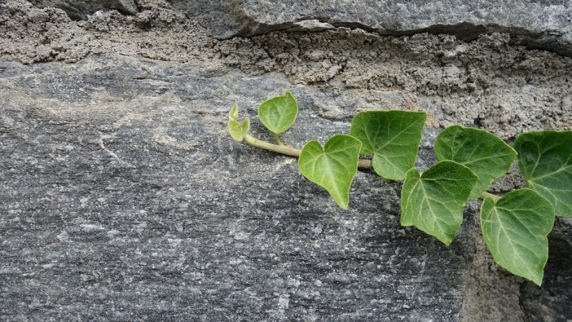 La hiedra es una planta cubresuelos