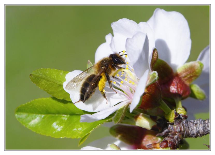 Cómo ahuyentar abejas del jardín sin matarlas