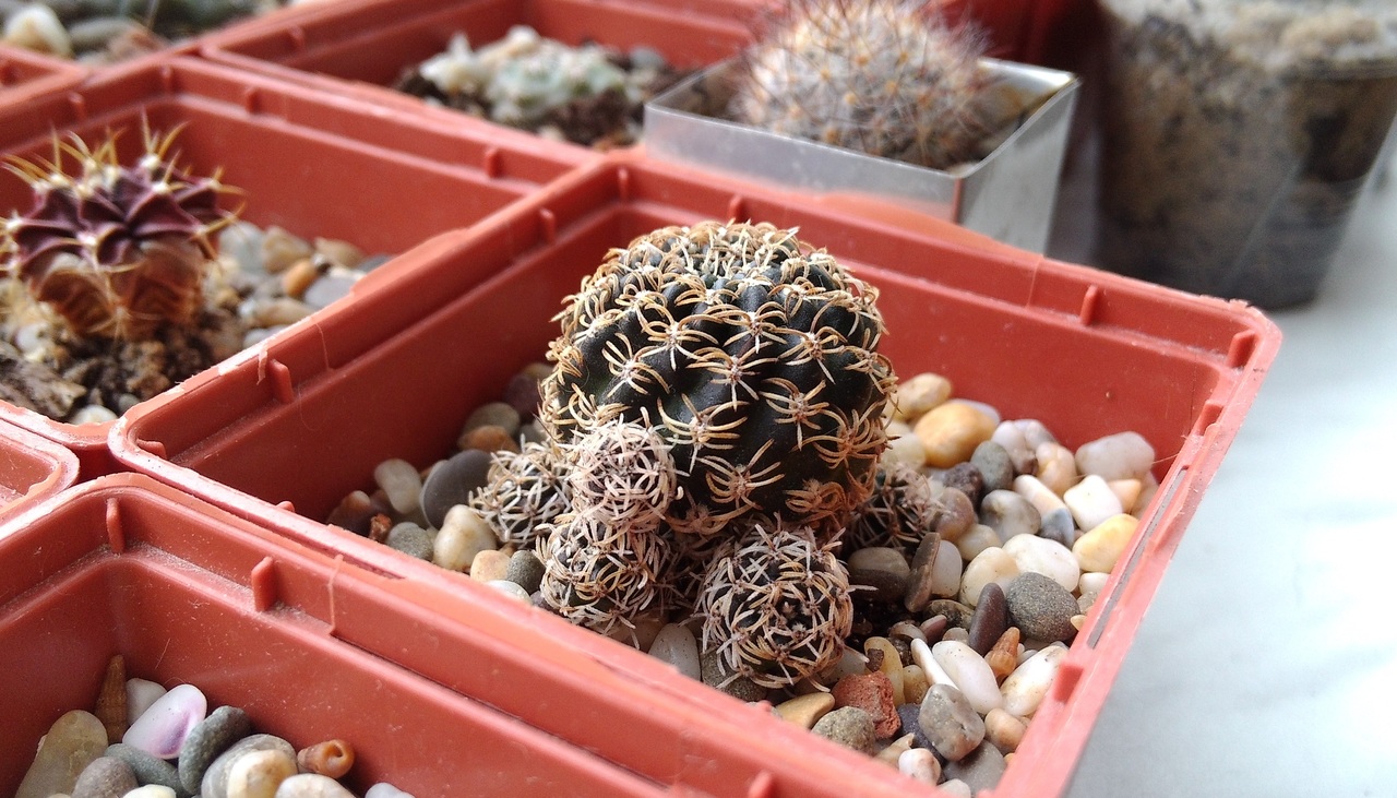Los cactus en maceta quieren pocos riegos