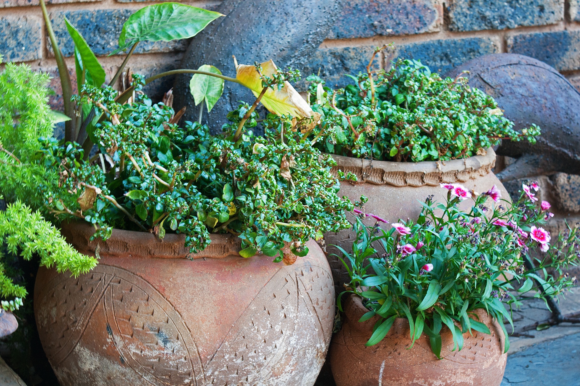 Las plantas en maceta necesitan cuidados especiales
