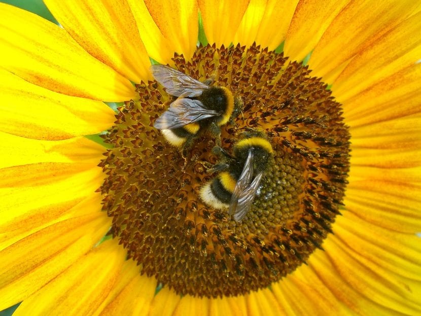 Abejas polinizando un girasol