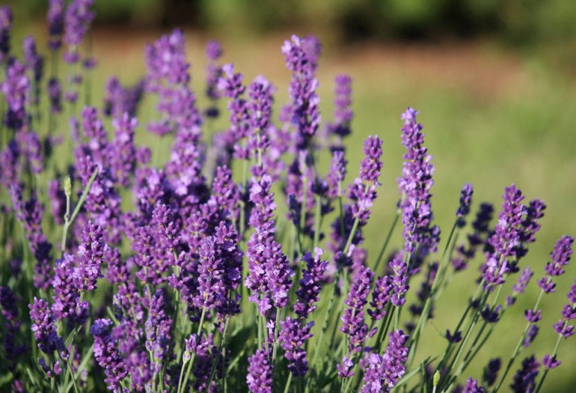 Planta de lavanda en flor