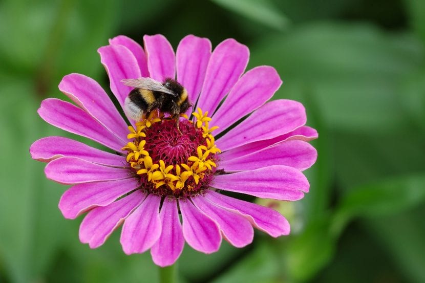 Zinnia de color lila
