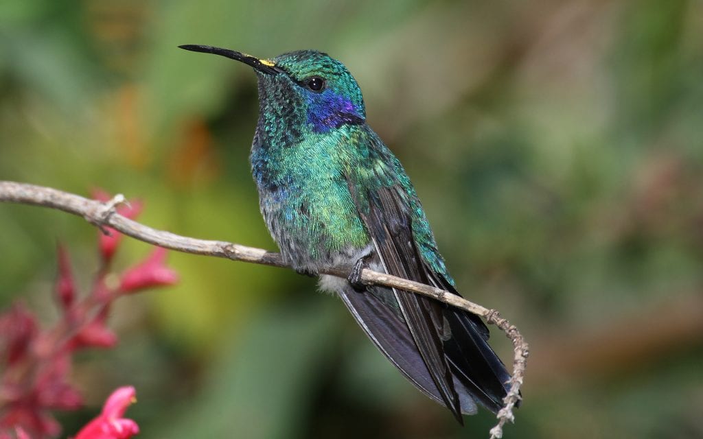 colibri