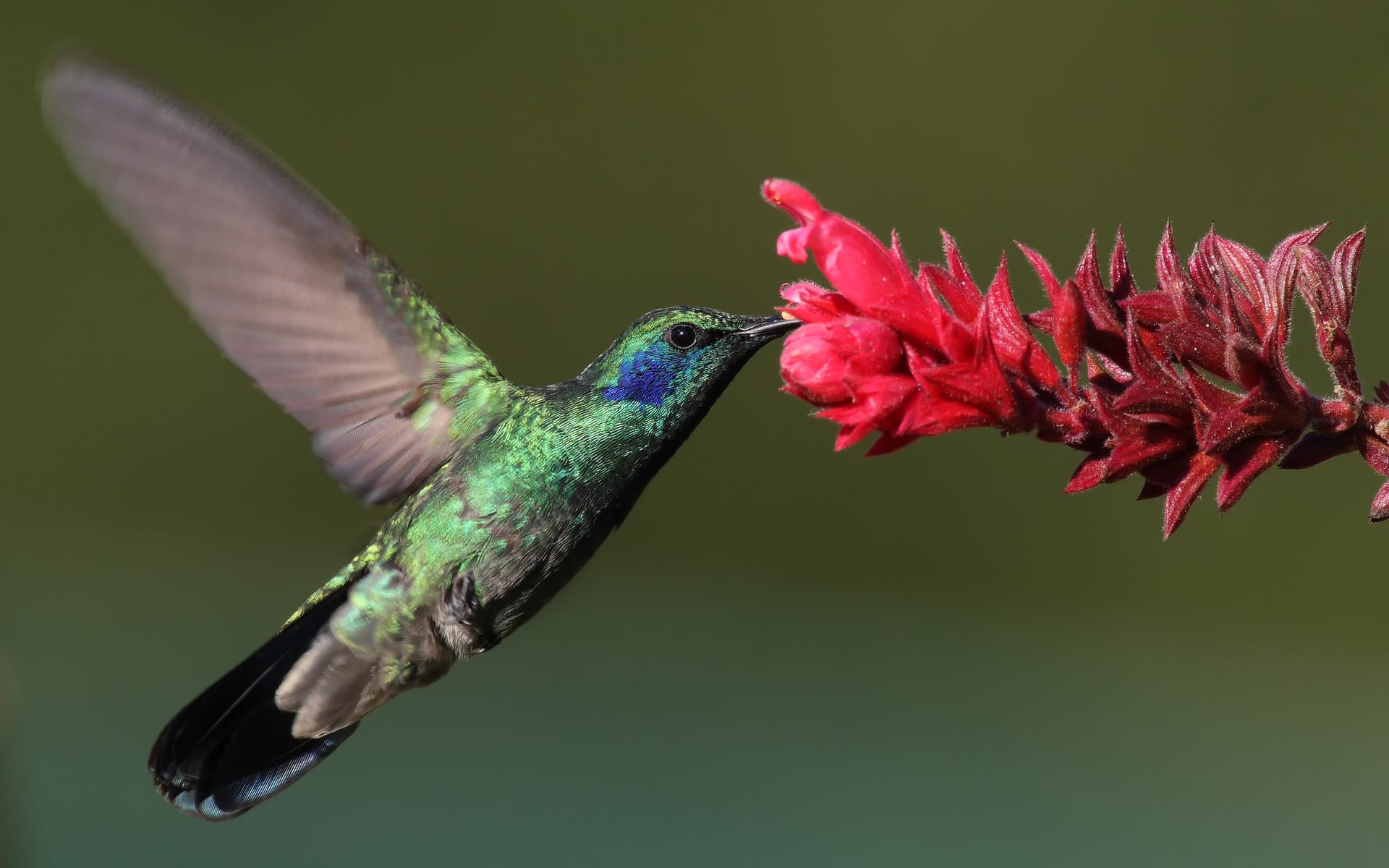 Cómo atraer colibríes al jardín: plantas y comederos