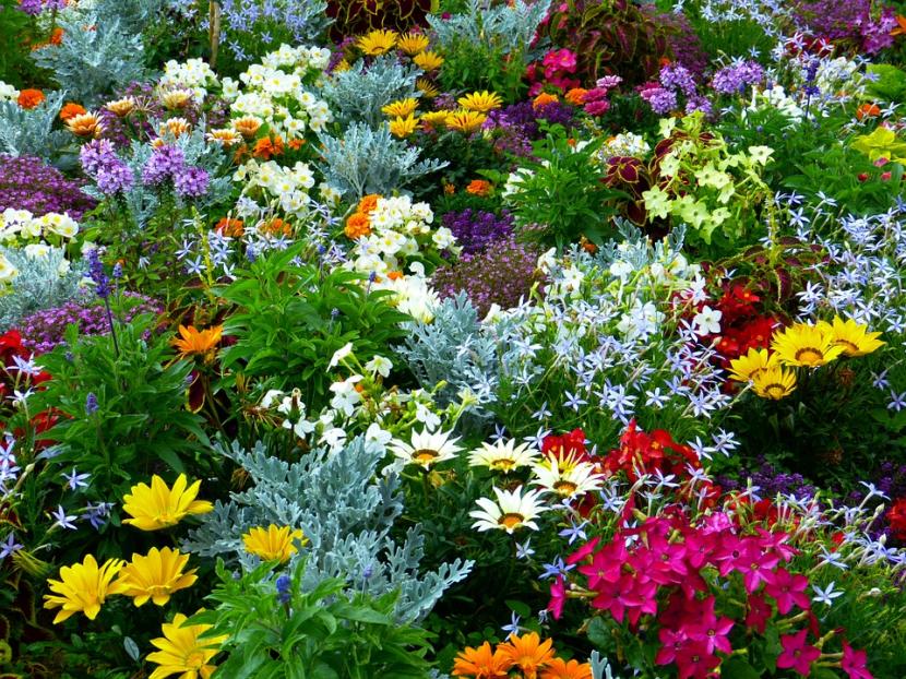 Flores de jardín