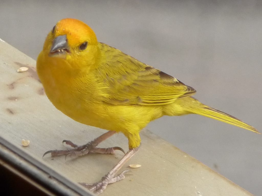 Cómo atraer jilgueros al jardín: guía práctica