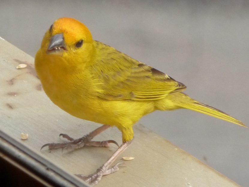 Jilguero amarillo