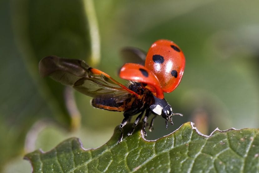 Mariquita volando