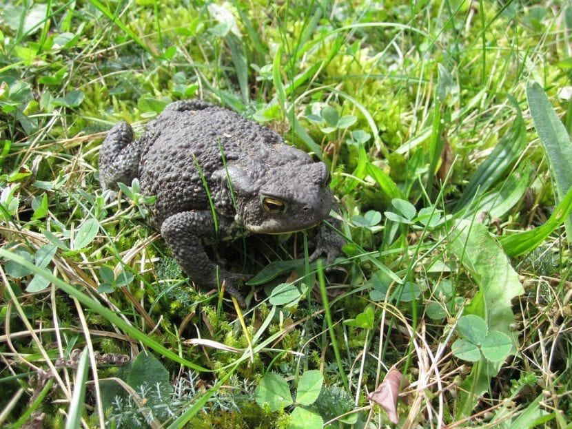 Sapo común