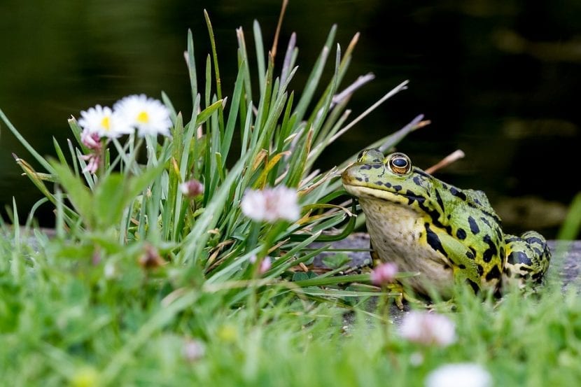 Sapo en el jardín