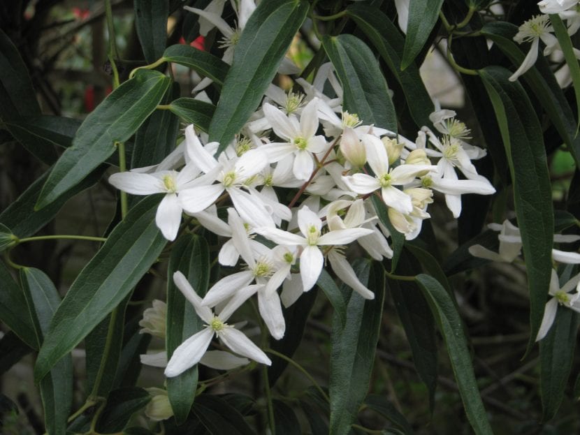 Clematis armandii