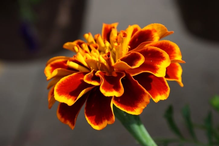 Las flores de los tagetes pueden ser de un solo color o de varios