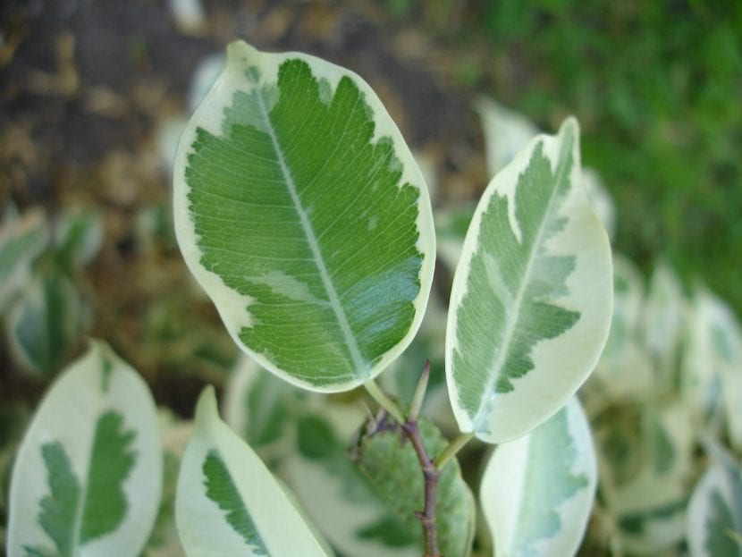Hojas del árbol de Ficus