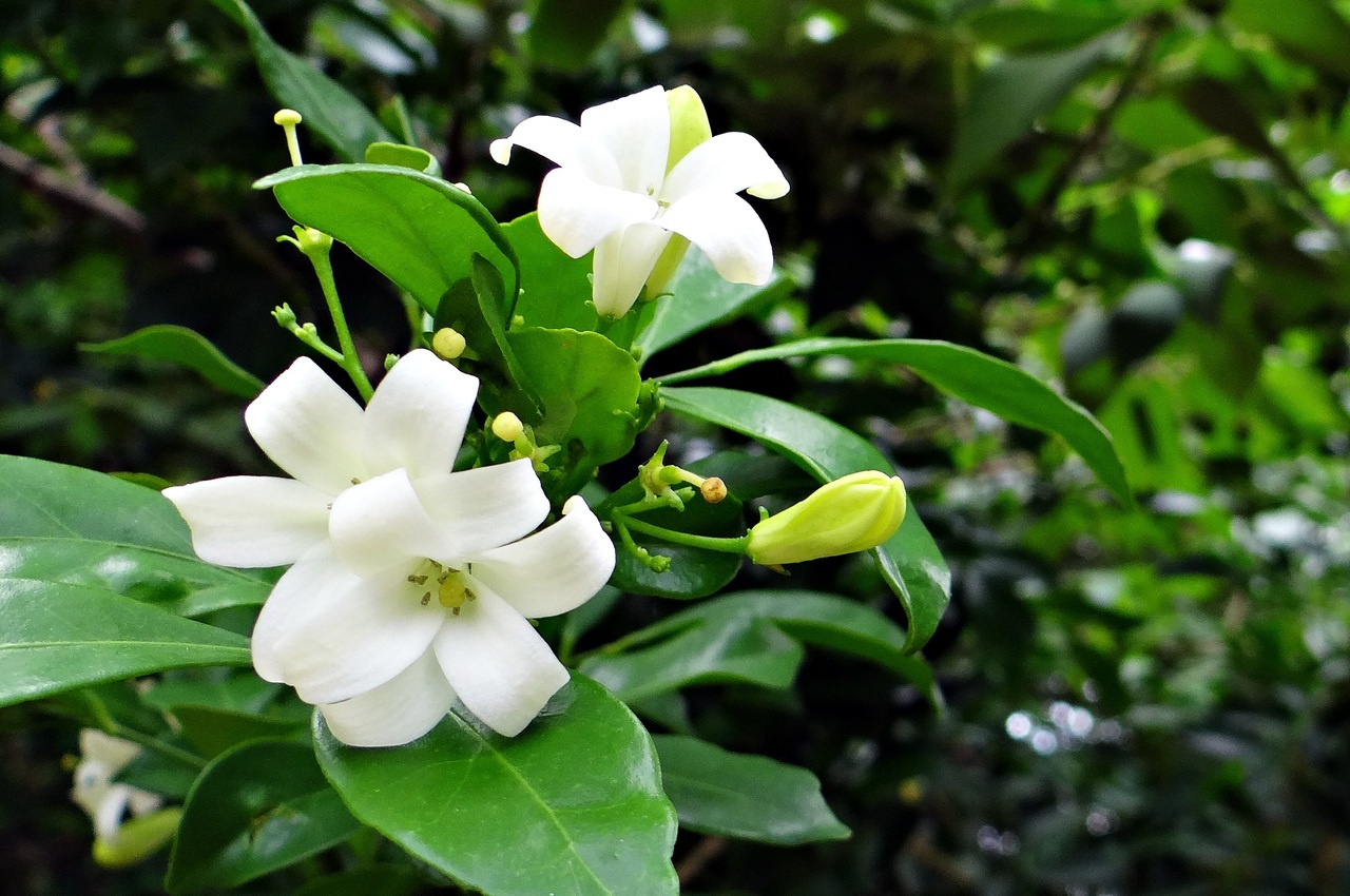 La gardenia es un arbusto perennifolio