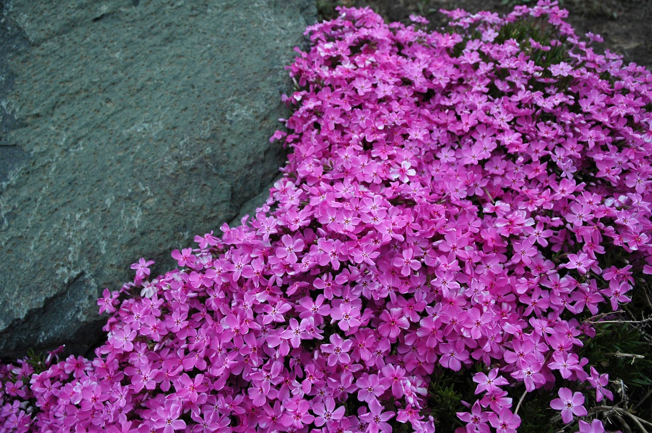 Los Phlox son flores muy vistosas