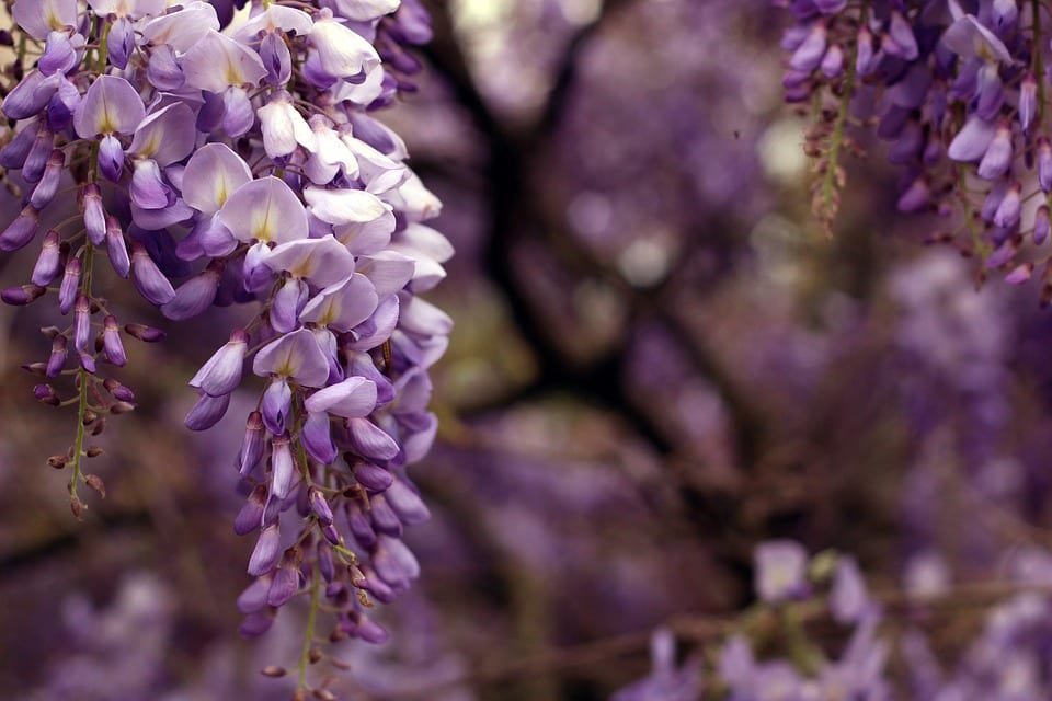 La Wisteria o glicinia es un arbusto caducifolio