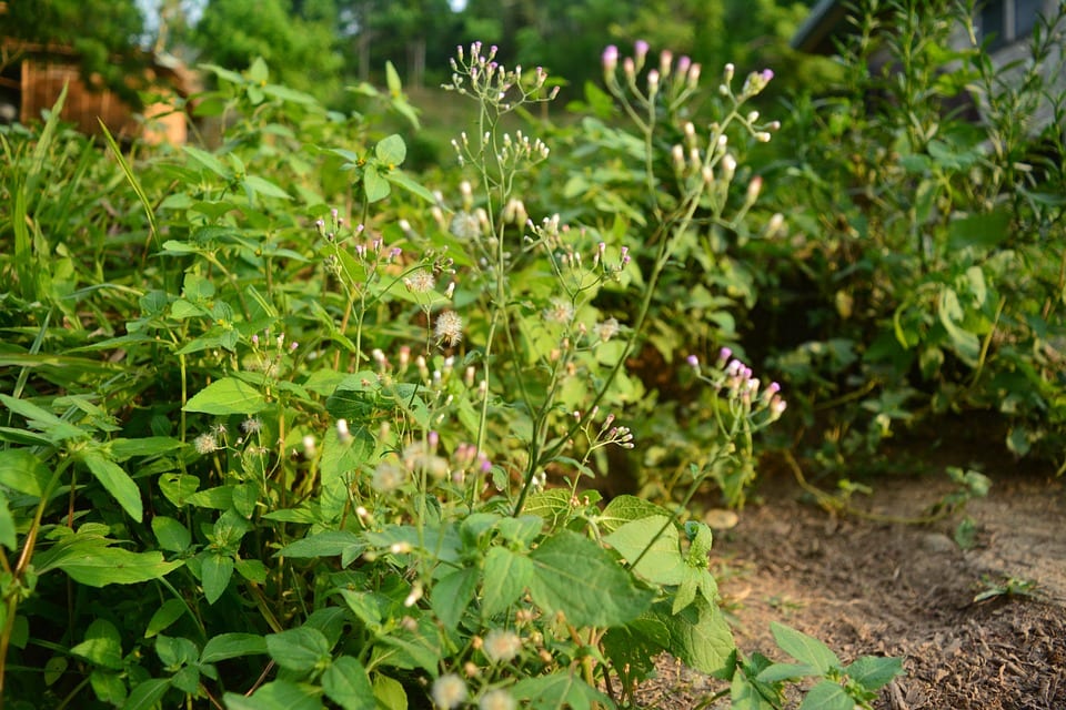 Cómo controlar las malas hierbas del jardín y el huerto