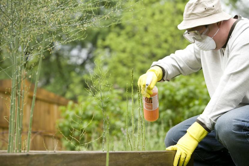 Un hombre echando herbicida