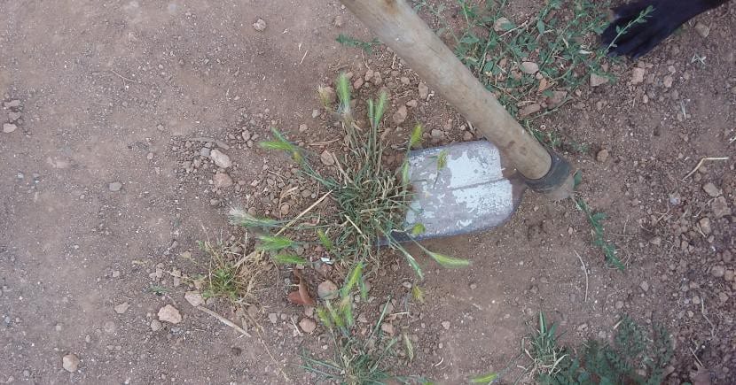 Quitar hierba con azada