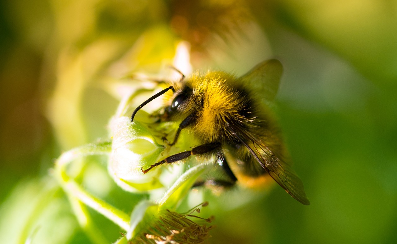 Atrae abejas a tu bosque