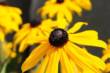Rudbeckia hirta, vivaz de floración larga para macizos a pleno sol