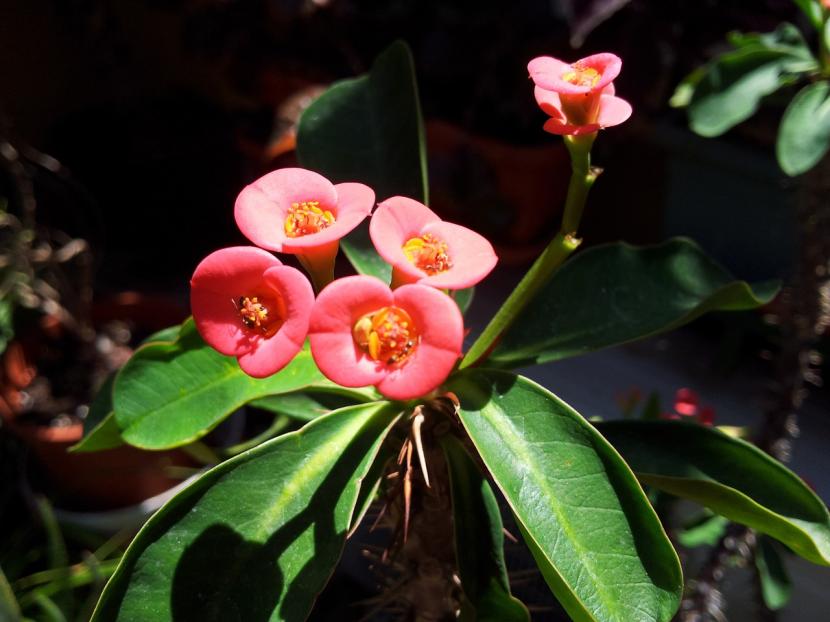 Euphorbia