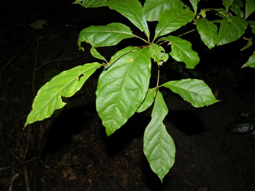Terminalia