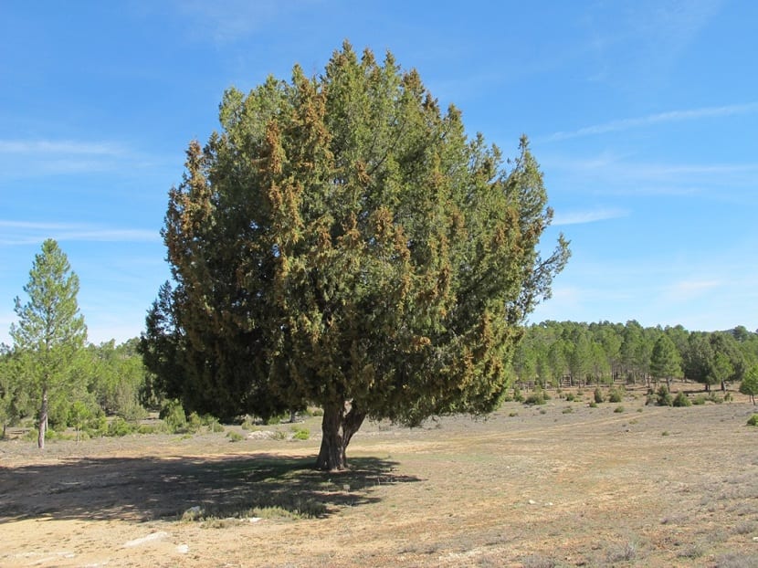 Árbol sabina