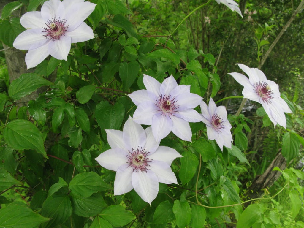 Clematis