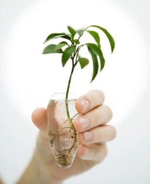 Cultivar plantas en agua: especies, cuidados y abono