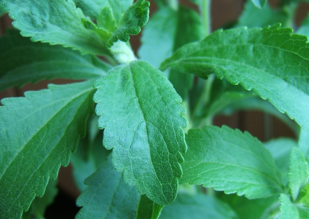 Cultivar stevia en casa: esquejes, riego, poda y secado