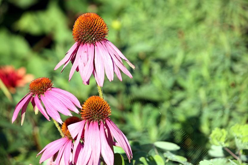 Equinacea purpurea