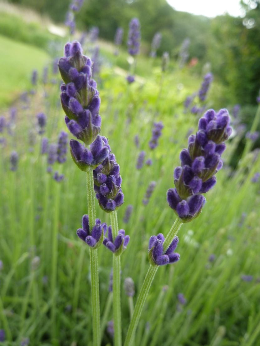 Flores de Lavandula angustifolia