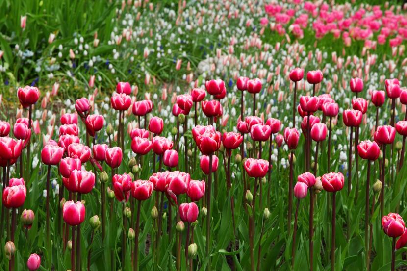 Cómo decorar el jardín en primavera: guía práctica