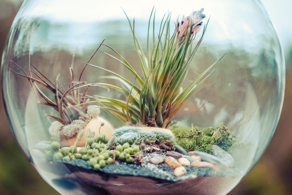 Cómo decorar un terrario con plantas paso a paso