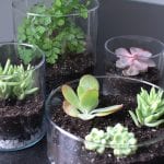 Jardín en miniatura