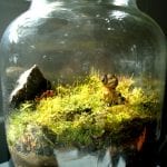 Pon musgo en tu terrario para que se vea espectacular