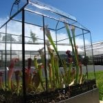 Terrario con plantas carnívoras
