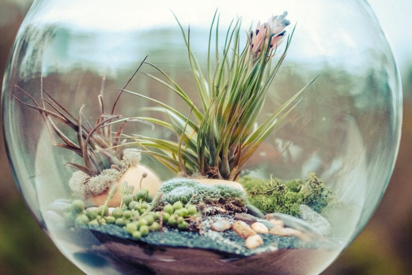 Terrario abierto decorado con tillandsias y piedras