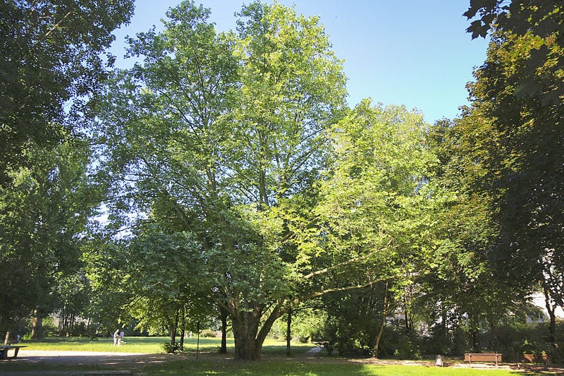 El Platanus x acerifolia es grande