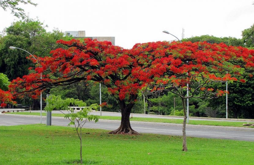 Árbol de Delonix regia