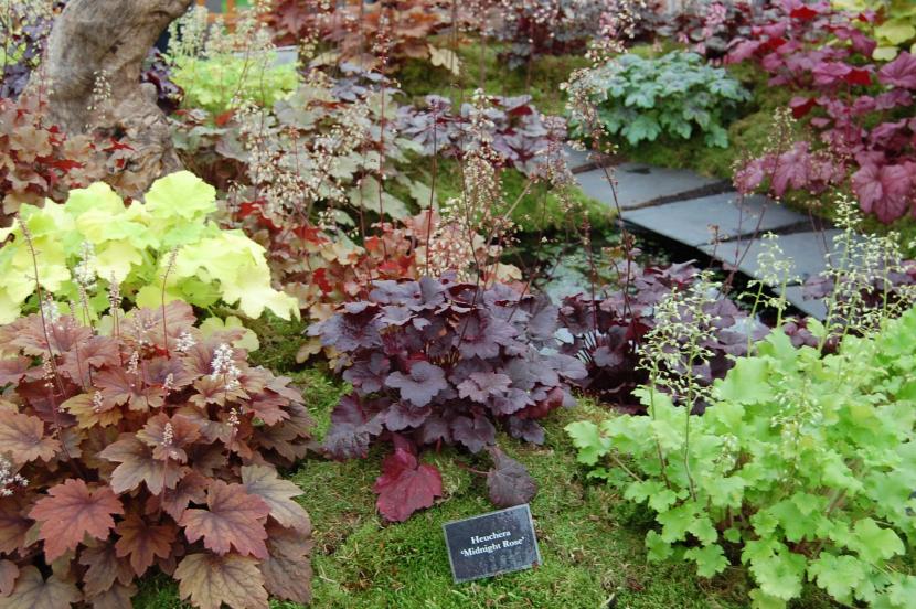 Heucheras en un jardín